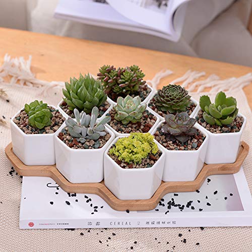 Zamtac Set of 9 Hexagon Flowerpots White Ceramic Succulent Plant Pot with Bamboo Stand Bonsai Planter Home Decor Ornament