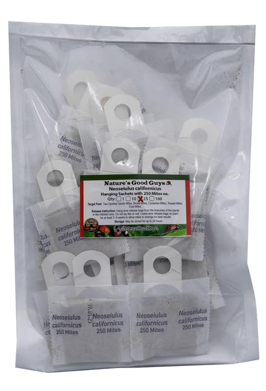 Neoseiulus californicus 25 sachets with 250 Mites