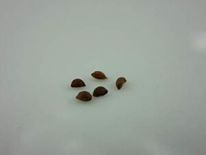 1135-chilean strawberry bush (ugni molinae) seeds by robsrareandgiantseeds upc0764425787488 non-gmo,organic,historic plants, bonsai,1135 package of 5 seeds