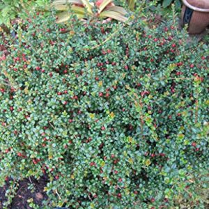 1135-Chilean Strawberry Bush (Ugni molinae) Seeds by Robsrareandgiantseeds UPC0764425787488 Non-GMO,Organic,Historic Plants, Bonsai,1135 Package of 5 Seeds