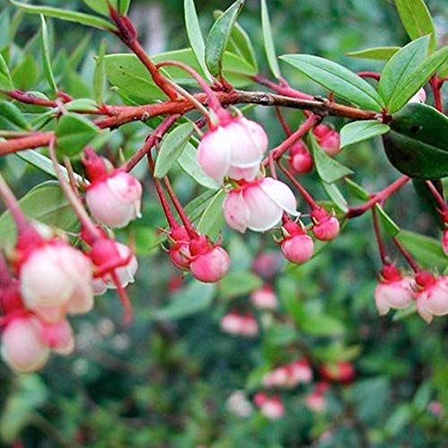 1135-Chilean Strawberry Bush (Ugni molinae) Seeds by Robsrareandgiantseeds UPC0764425787488 Non-GMO,Organic,Historic Plants, Bonsai,1135 Package of 5 Seeds