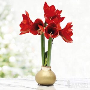 gold base waxed amaryllis flower bulb with stand, no water needed