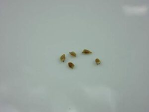 1142-alaska thimble berry (rubus parviflorus) seeds by robsrareandgiantseeds upc0764425787679 bonsai,non-gmo,organic,historic plants,sacred, 1142 package of 5 seeds