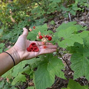 1142-Alaska Thimble Berry (Rubus parviflorus) Seeds by Robsrareandgiantseeds UPC0764425787679 Bonsai,Non-GMO,Organic,Historic Plants,Sacred, 1142 Package of 5 Seeds