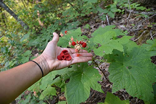 1142-Alaska Thimble Berry (Rubus parviflorus) Seeds by Robsrareandgiantseeds UPC0764425787679 Bonsai,Non-GMO,Organic,Historic Plants,Sacred, 1142 Package of 5 Seeds