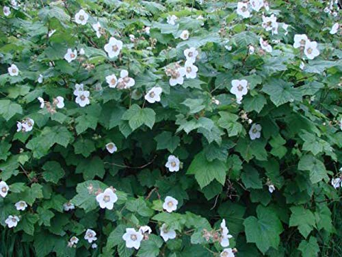 1142-Alaska Thimble Berry (Rubus parviflorus) Seeds by Robsrareandgiantseeds UPC0764425787679 Bonsai,Non-GMO,Organic,Historic Plants,Sacred, 1142 Package of 5 Seeds