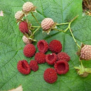 1142-Alaska Thimble Berry (Rubus parviflorus) Seeds by Robsrareandgiantseeds UPC0764425787679 Bonsai,Non-GMO,Organic,Historic Plants,Sacred, 1142 Package of 5 Seeds