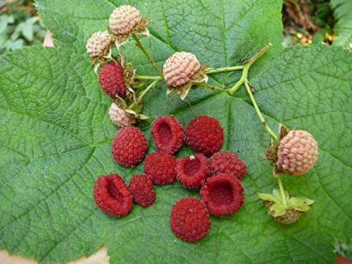 1142-Alaska Thimble Berry (Rubus parviflorus) Seeds by Robsrareandgiantseeds UPC0764425787679 Bonsai,Non-GMO,Organic,Historic Plants,Sacred, 1142 Package of 5 Seeds