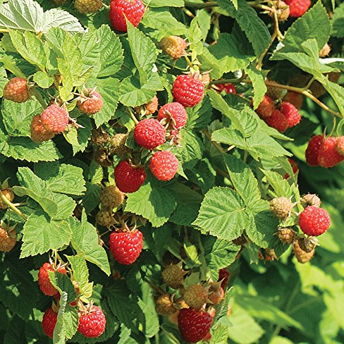 1142-Alaska Thimble Berry (Rubus parviflorus) Seeds by Robsrareandgiantseeds UPC0764425787679 Bonsai,Non-GMO,Organic,Historic Plants,Sacred, 1142 Package of 5 Seeds