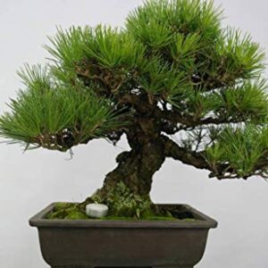 1144-Japanese Black Pine Tree (Pinus thunbergii) Seeds by Robsrareandgiantseeds UPC0764425787693 Bonsai,Non-GMO,Organic,Historic Plants,Sacred, 1144 Package of 5 Seeds