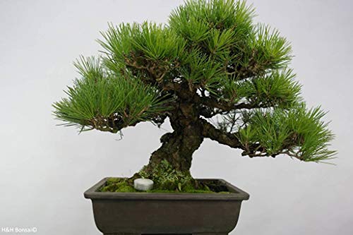 1144-Japanese Black Pine Tree (Pinus thunbergii) Seeds by Robsrareandgiantseeds UPC0764425787693 Bonsai,Non-GMO,Organic,Historic Plants,Sacred, 1144 Package of 5 Seeds