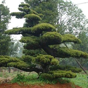 1144-Japanese Black Pine Tree (Pinus thunbergii) Seeds by Robsrareandgiantseeds UPC0764425787693 Bonsai,Non-GMO,Organic,Historic Plants,Sacred, 1144 Package of 5 Seeds