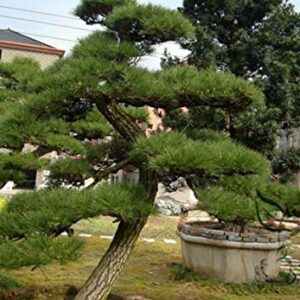 1144-Japanese Black Pine Tree (Pinus thunbergii) Seeds by Robsrareandgiantseeds UPC0764425787693 Bonsai,Non-GMO,Organic,Historic Plants,Sacred, 1144 Package of 5 Seeds