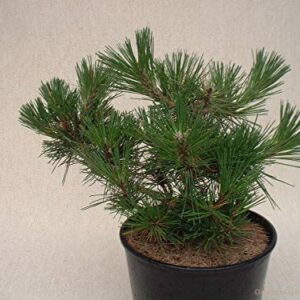 1144-Japanese Black Pine Tree (Pinus thunbergii) Seeds by Robsrareandgiantseeds UPC0764425787693 Bonsai,Non-GMO,Organic,Historic Plants,Sacred, 1144 Package of 5 Seeds