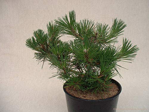 1144-Japanese Black Pine Tree (Pinus thunbergii) Seeds by Robsrareandgiantseeds UPC0764425787693 Bonsai,Non-GMO,Organic,Historic Plants,Sacred, 1144 Package of 5 Seeds