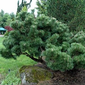 1144-Japanese Black Pine Tree (Pinus thunbergii) Seeds by Robsrareandgiantseeds UPC0764425787693 Bonsai,Non-GMO,Organic,Historic Plants,Sacred, 1144 Package of 5 Seeds