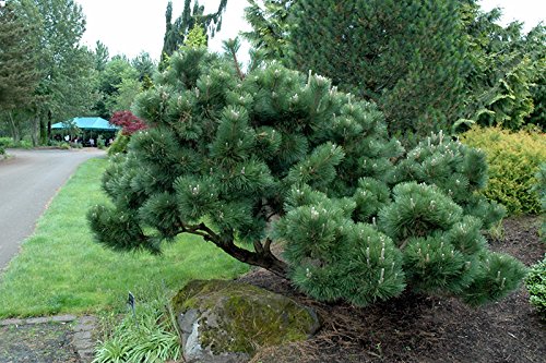 1144-Japanese Black Pine Tree (Pinus thunbergii) Seeds by Robsrareandgiantseeds UPC0764425787693 Bonsai,Non-GMO,Organic,Historic Plants,Sacred, 1144 Package of 5 Seeds