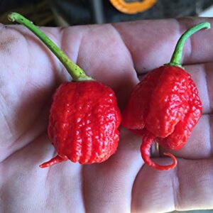 1150A-Trinidad Scorpion Moruga Pepper (Capsicum chinense) Seeds by Robsrareandgiantseeds UPC0764425787792 Bonsai,Non-GMO,Organic,Historic Plants,Sacred, 1150-A Package of 25 Seeds