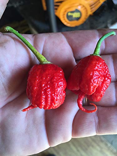 1150A-Trinidad Scorpion Moruga Pepper (Capsicum chinense) Seeds by Robsrareandgiantseeds UPC0764425787792 Bonsai,Non-GMO,Organic,Historic Plants,Sacred, 1150-A Package of 25 Seeds