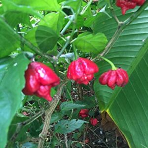 1150A-Trinidad Scorpion Moruga Pepper (Capsicum chinense) Seeds by Robsrareandgiantseeds UPC0764425787792 Bonsai,Non-GMO,Organic,Historic Plants,Sacred, 1150-A Package of 25 Seeds