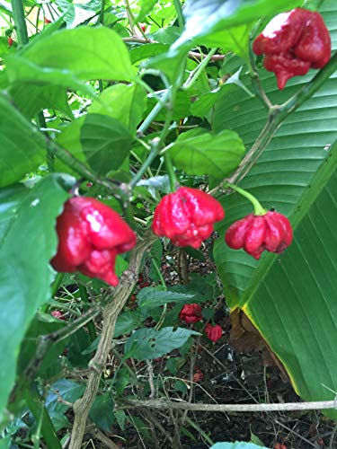 1150A-Trinidad Scorpion Moruga Pepper (Capsicum chinense) Seeds by Robsrareandgiantseeds UPC0764425787792 Bonsai,Non-GMO,Organic,Historic Plants,Sacred, 1150-A Package of 25 Seeds