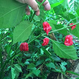 1150A-Trinidad Scorpion Moruga Pepper (Capsicum chinense) Seeds by Robsrareandgiantseeds UPC0764425787792 Bonsai,Non-GMO,Organic,Historic Plants,Sacred, 1150-A Package of 25 Seeds