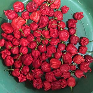 1150A-Trinidad Scorpion Moruga Pepper (Capsicum chinense) Seeds by Robsrareandgiantseeds UPC0764425787792 Bonsai,Non-GMO,Organic,Historic Plants,Sacred, 1150-A Package of 25 Seeds