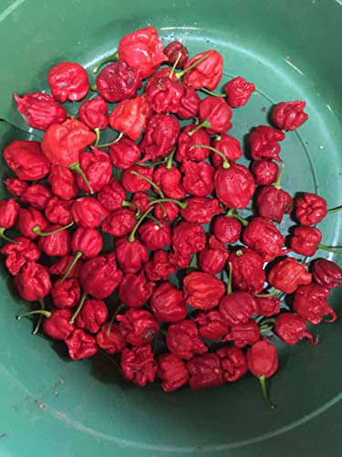1150A-Trinidad Scorpion Moruga Pepper (Capsicum chinense) Seeds by Robsrareandgiantseeds UPC0764425787792 Bonsai,Non-GMO,Organic,Historic Plants,Sacred, 1150-A Package of 25 Seeds