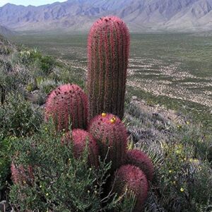 1151-Giant Red Barrel Cactus (ferocactus pilosus) Seeds by Robsrareandgiantseeds UPC0764425787808 Non-GMO,Organic,USA Grower,Bonsai,1151 Package of 5 Seeds