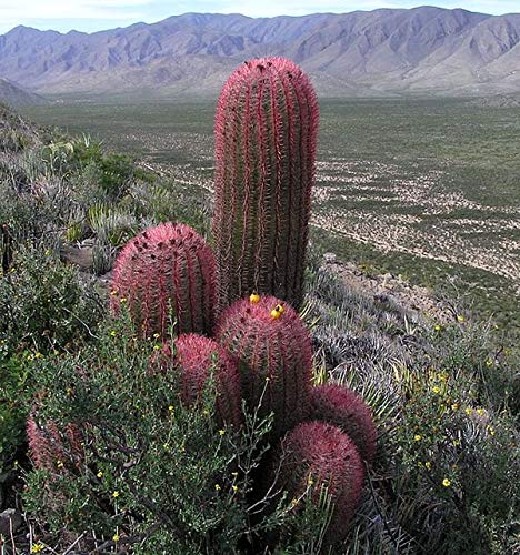 1151-Giant Red Barrel Cactus (ferocactus pilosus) Seeds by Robsrareandgiantseeds UPC0764425787808 Non-GMO,Organic,USA Grower,Bonsai,1151 Package of 5 Seeds