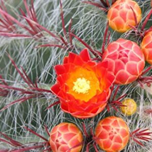 1151-Giant Red Barrel Cactus (ferocactus pilosus) Seeds by Robsrareandgiantseeds UPC0764425787808 Non-GMO,Organic,USA Grower,Bonsai,1151 Package of 5 Seeds