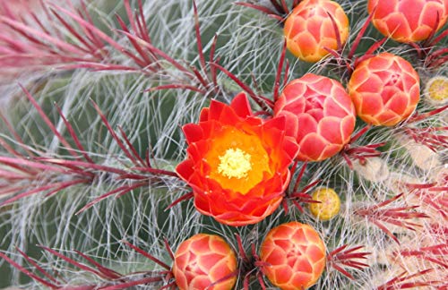 1151-Giant Red Barrel Cactus (ferocactus pilosus) Seeds by Robsrareandgiantseeds UPC0764425787808 Non-GMO,Organic,USA Grower,Bonsai,1151 Package of 5 Seeds