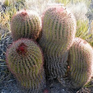 1151-Giant Red Barrel Cactus (ferocactus pilosus) Seeds by Robsrareandgiantseeds UPC0764425787808 Non-GMO,Organic,USA Grower,Bonsai,1151 Package of 5 Seeds