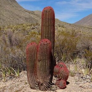 1151-Giant Red Barrel Cactus (ferocactus pilosus) Seeds by Robsrareandgiantseeds UPC0764425787808 Non-GMO,Organic,USA Grower,Bonsai,1151 Package of 5 Seeds