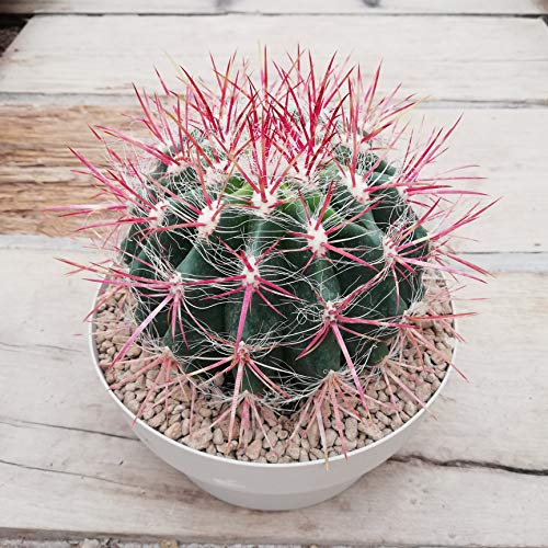 1151-Giant Red Barrel Cactus (ferocactus pilosus) Seeds by Robsrareandgiantseeds UPC0764425787808 Non-GMO,Organic,USA Grower,Bonsai,1151 Package of 5 Seeds