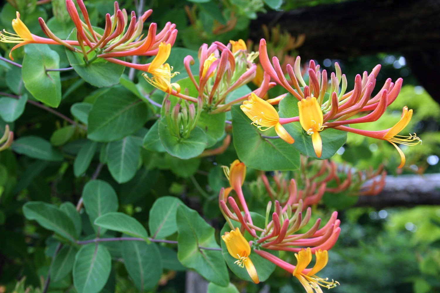 Gold Flame Honeysuckle Vine - Lonicera - Very Hardy - 2.5" Pot