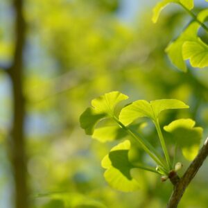 Bonsai Tree | Ginkgo Tree | Seed Grow Kit | The Jonsteen Company