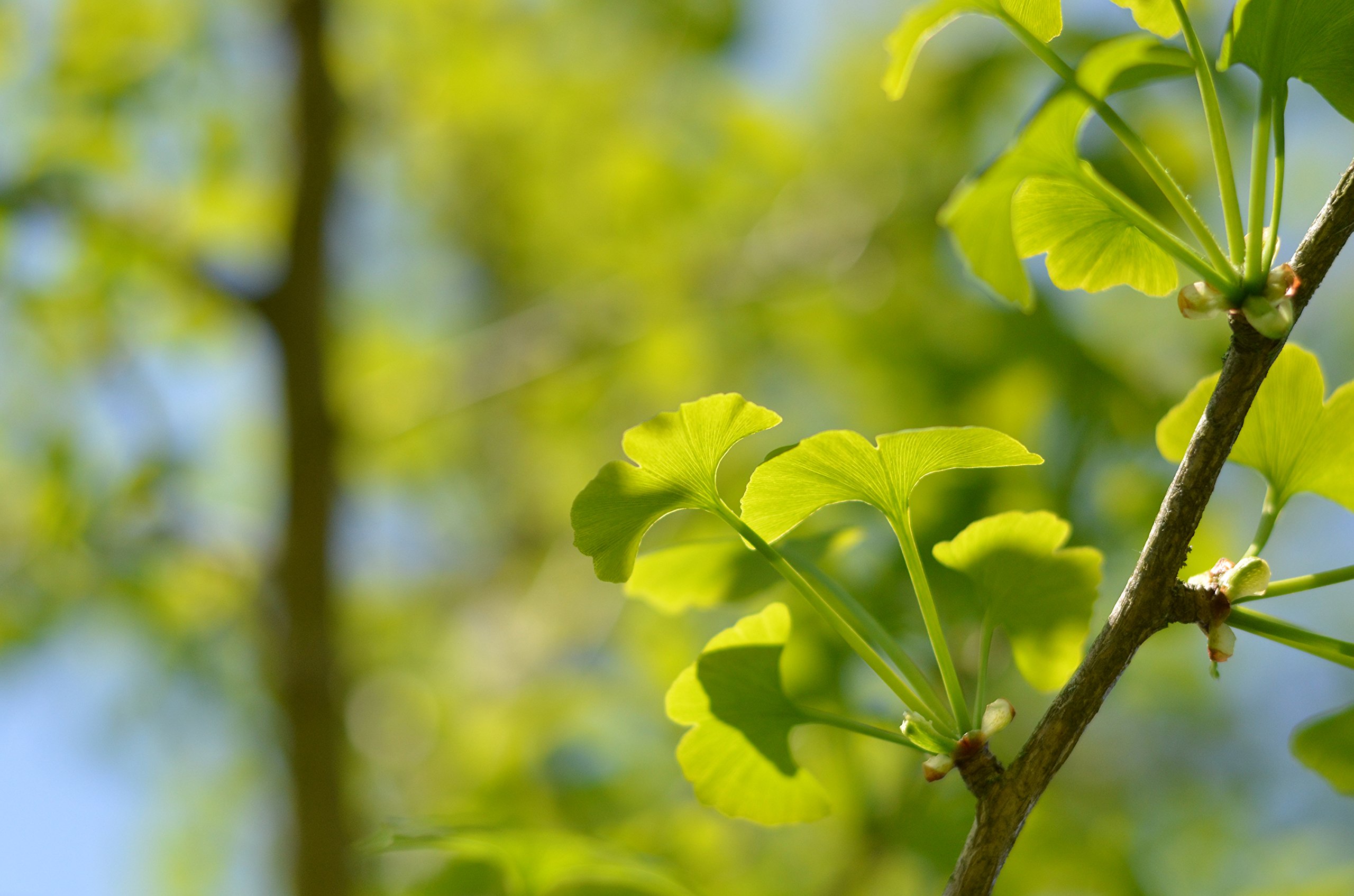 Bonsai Tree | Ginkgo Tree | Seed Grow Kit | The Jonsteen Company