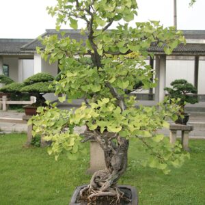 Bonsai Tree | Ginkgo Tree | Seed Grow Kit | The Jonsteen Company