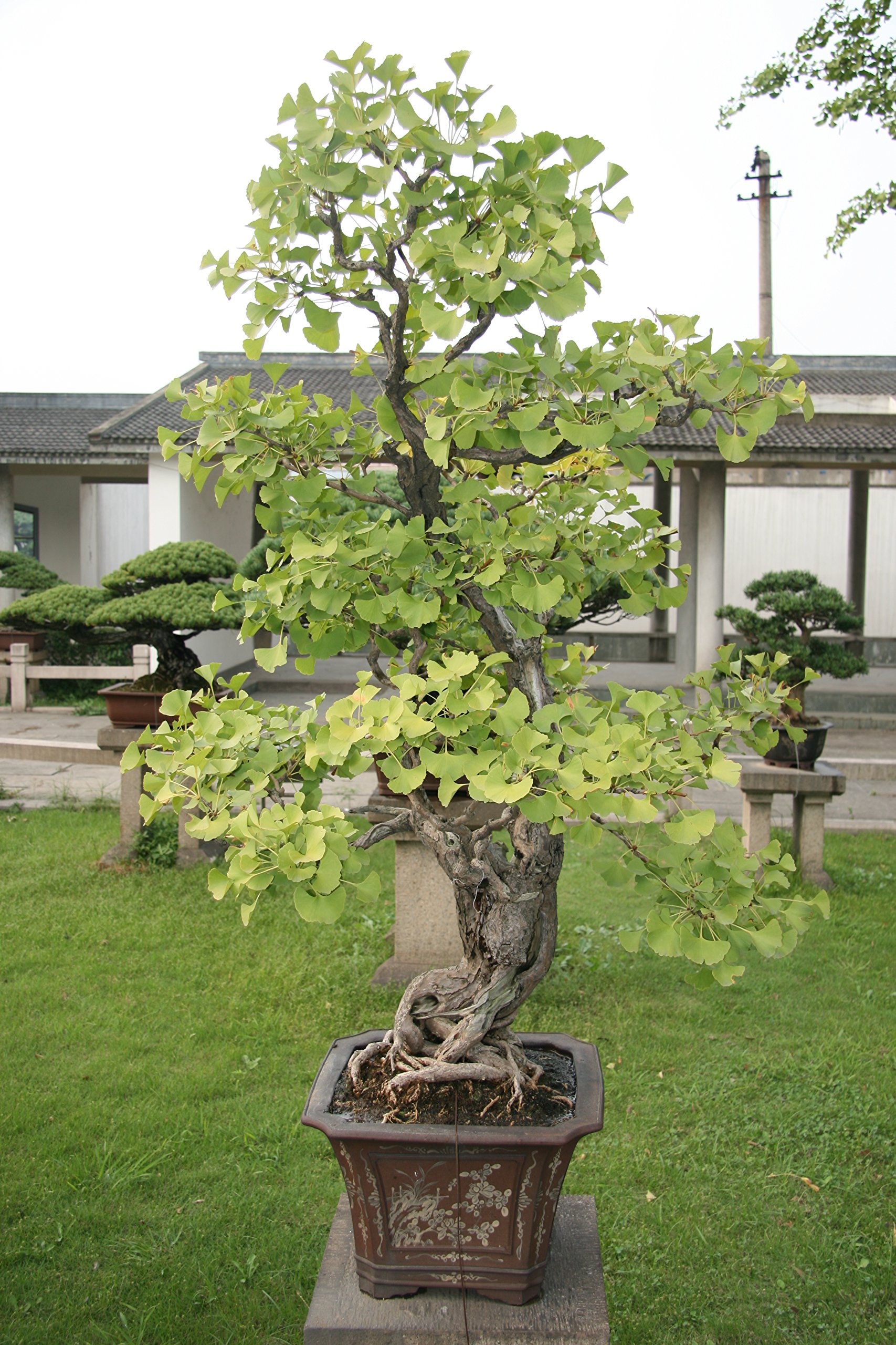 Bonsai Tree | Ginkgo Tree | Seed Grow Kit | The Jonsteen Company