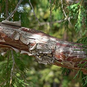 Bonsai Tree | Rocky Mountain Juniper | Seed Grow Kit | The Jonsteen Company