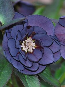 perennial farm marketplace helleborus x w.j. 'onyx odyssey' (lenten rose) perennial, 1 quart, near black flowers