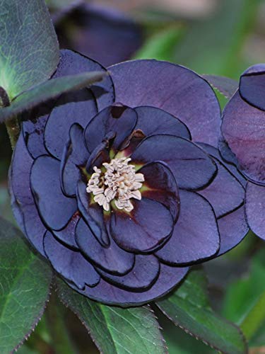 Perennial Farm Marketplace Helleborus x W.J. 'Onyx Odyssey' (Lenten Rose) Perennial, 1 Quart, Near Black Flowers