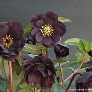 Perennial Farm Marketplace Helleborus x W.J. 'Onyx Odyssey' (Lenten Rose) Perennial, 1 Quart, Near Black Flowers