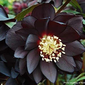 Perennial Farm Marketplace Helleborus x W.J. 'Onyx Odyssey' (Lenten Rose) Perennial, 1 Quart, Near Black Flowers