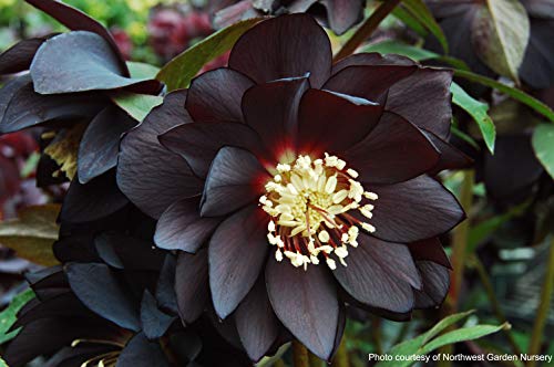 Perennial Farm Marketplace Helleborus x W.J. 'Onyx Odyssey' (Lenten Rose) Perennial, 1 Quart, Near Black Flowers