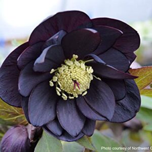 Perennial Farm Marketplace Helleborus x W.J. 'Onyx Odyssey' (Lenten Rose) Perennial, 1 Quart, Near Black Flowers