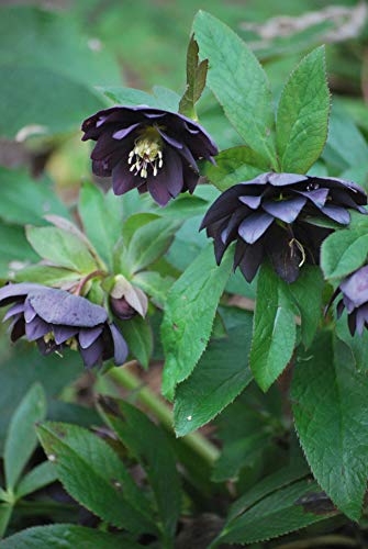 Perennial Farm Marketplace Helleborus x W.J. 'Onyx Odyssey' (Lenten Rose) Perennial, 1 Quart, Near Black Flowers