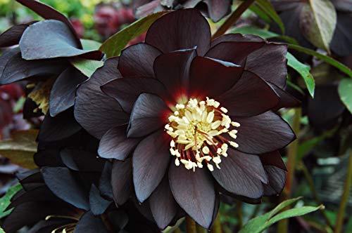 Perennial Farm Marketplace Helleborus x W.J. 'Onyx Odyssey' (Lenten Rose) Perennial, 1 Quart, Near Black Flowers