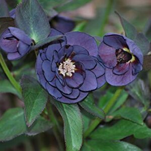 Perennial Farm Marketplace Helleborus x W.J. 'Onyx Odyssey' (Lenten Rose) Perennial, 1 Quart, Near Black Flowers